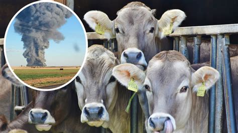 Dairy farm explosion injures 1 person, kills 18,000 cattle